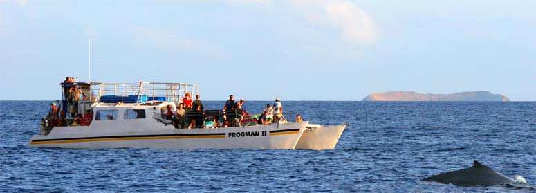 Whales close to boat